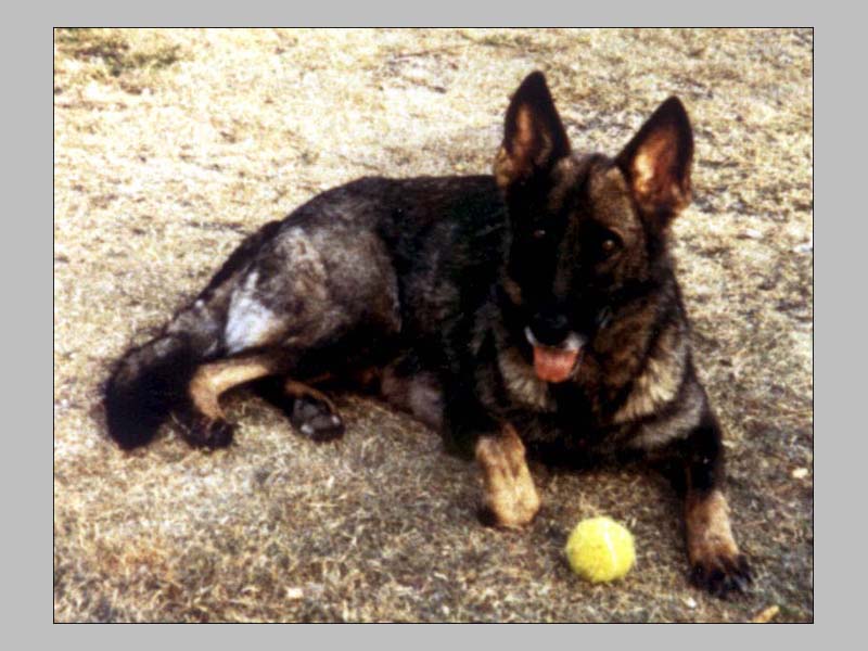 Fado von Karthago German Shepherd Dog Pedigree Database