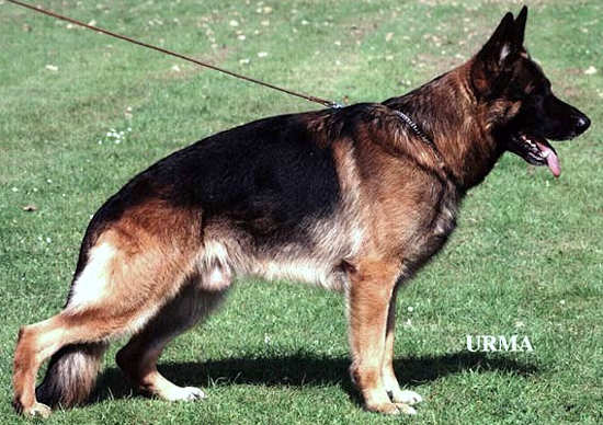 Orbit von Tronje German Shepherd Dog Pedigree Database