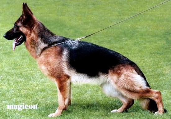 Peik vom Holtkämper Hof German Shepherd Dog Pedigree Database