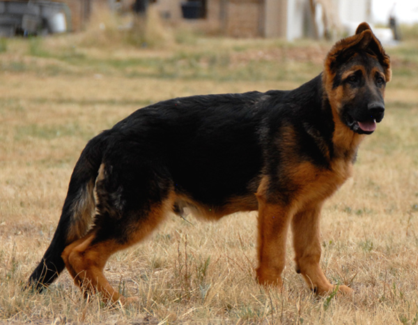 pedigreedatabase german shepherd for sale