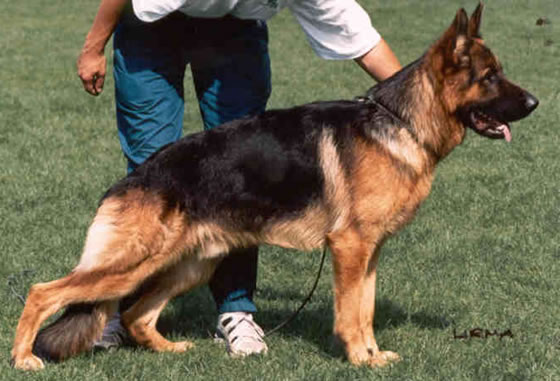 Ursus von Batu German Shepherd Dog Pedigree Database