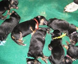 Akc Red/blk And Tan/blk German Shepherd Puppies-born