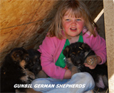 German shepherd puppy, German shepherd breeders, German shepherd puppies