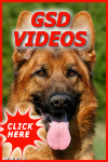 German shepherd dog videos