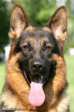 Tuareg von Bad-Boll German Shepherd Dog Pedigree Database