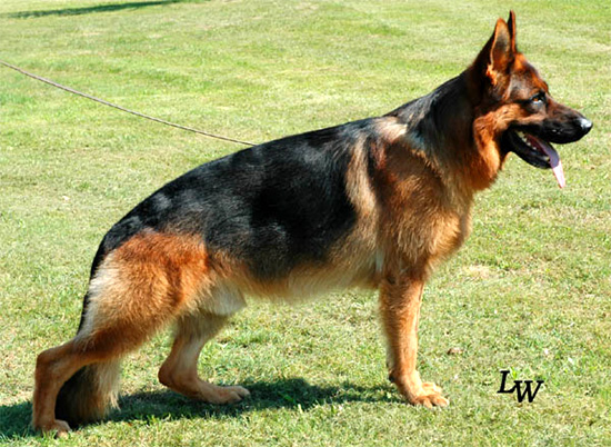 Norik dei Colli Storici German Shepherd Dog Pedigree Database
