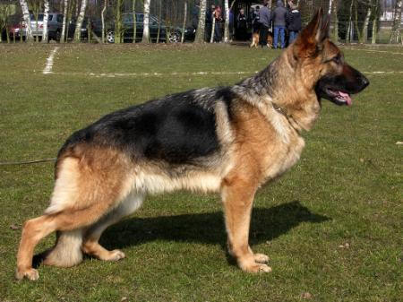 Fanto von Renderau German Shepherd Dog Pedigree Database