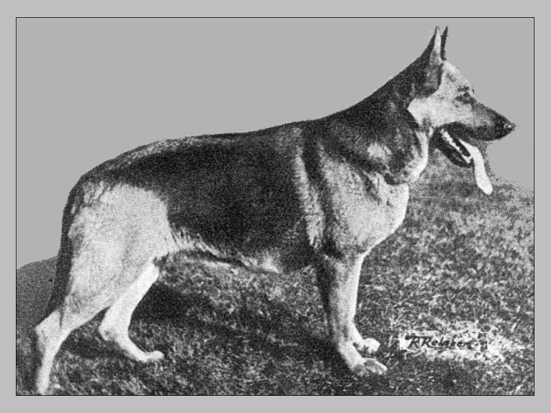 Rolf vom Osnabrücker Land German Shepherd Dog Pedigree Database