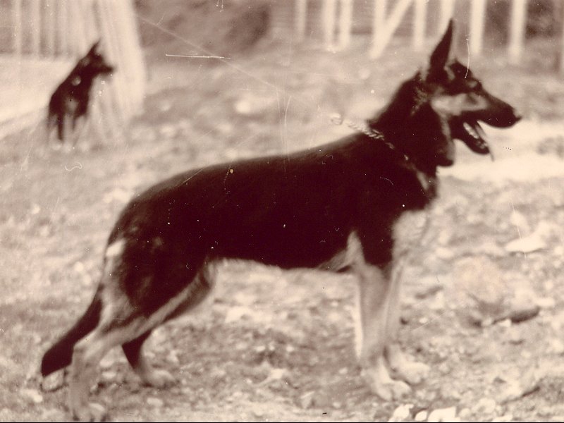 Bernd vom Lierberg German Shepherd Dog Pedigree Database